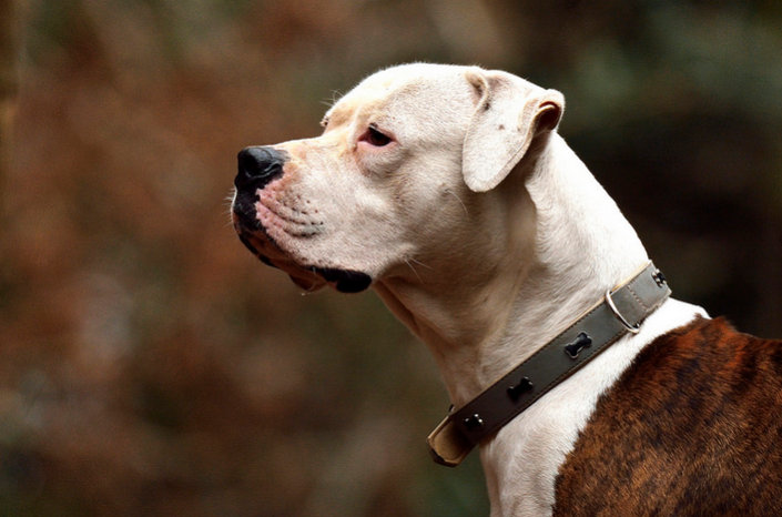 Bouledogue américain