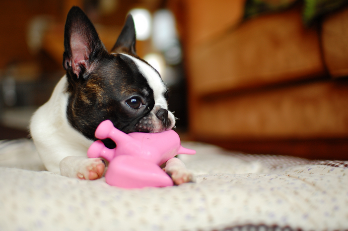 chiot Boston Terrier