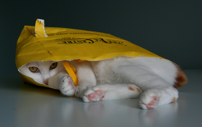 maladies du chat Bobtail japonais