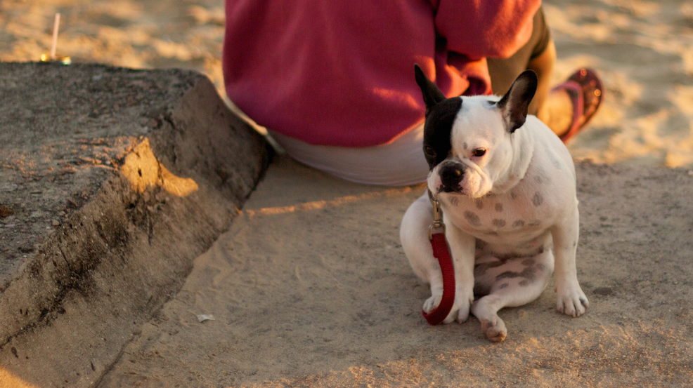 bouledogue français