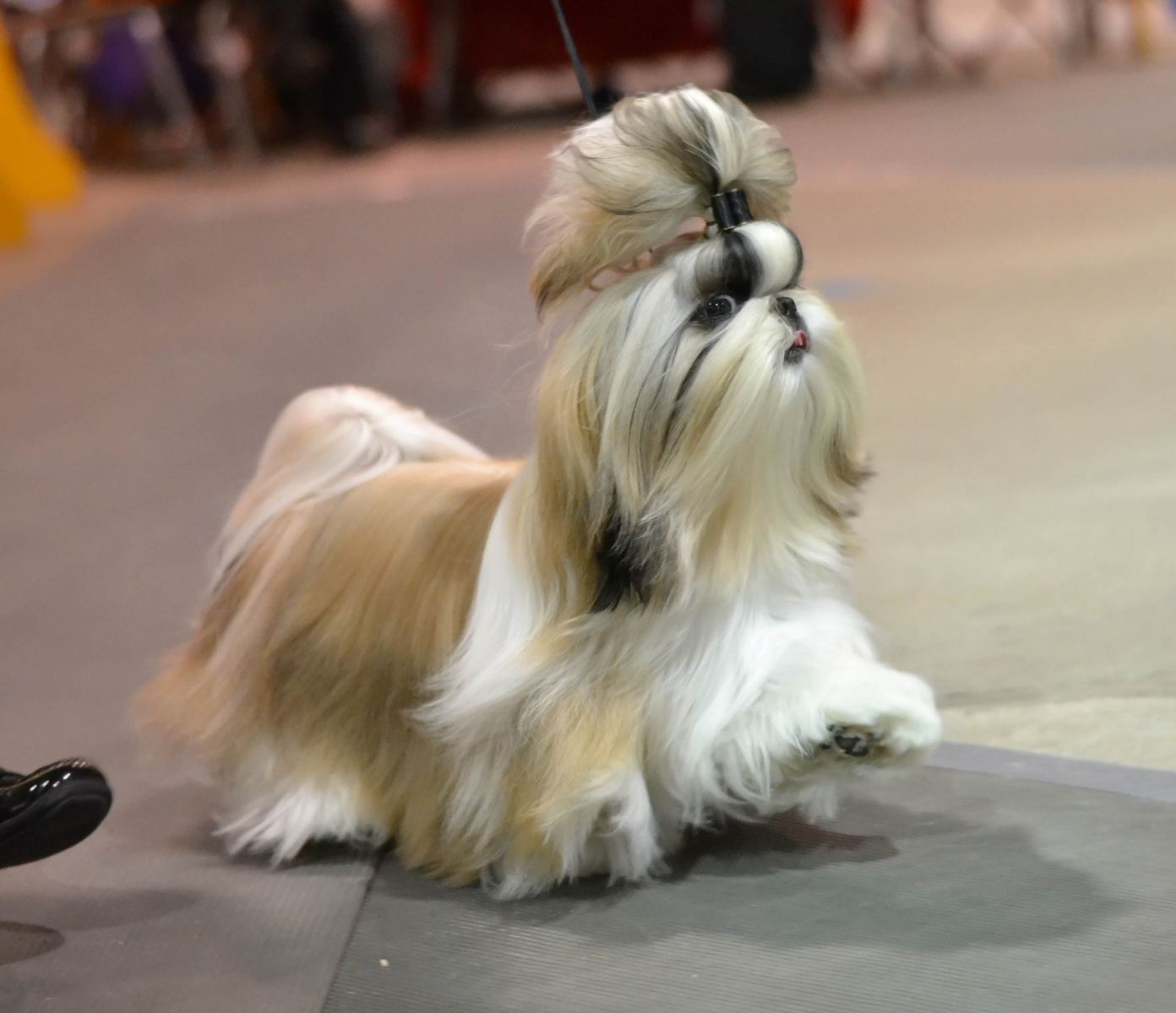 toilettage de concours Shih Tzu