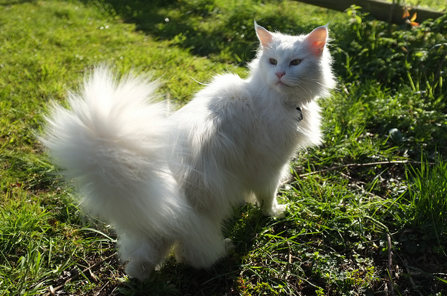 Maine Coon blanc