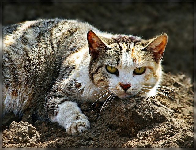 Symptômes de la cirrhose du foie chez les chats