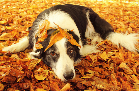 symptômes d'arthrite chez le chien