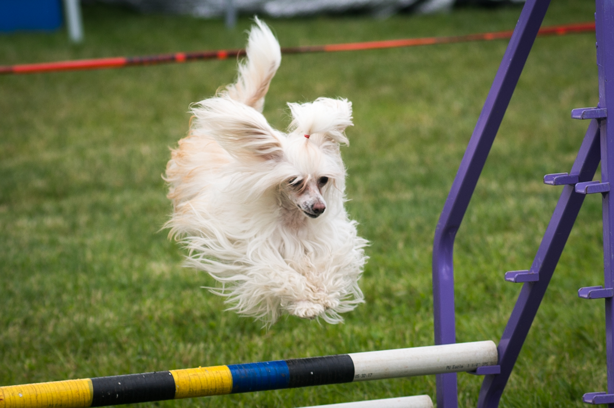 Chien chinois à crête en agility