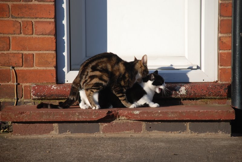 chats en accouplement