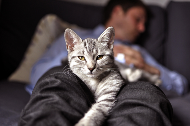 Un chat est couché sur une personne endormie.