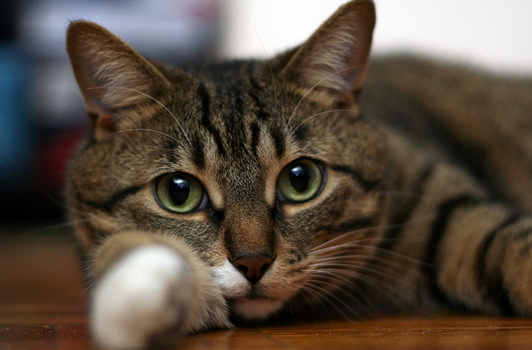 calicivirus chez les chats