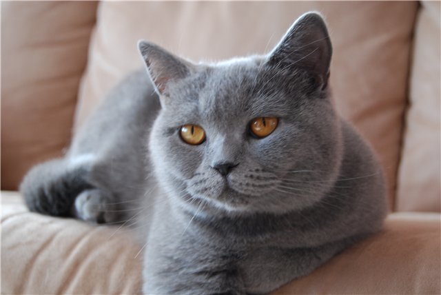 Chats Chartreux