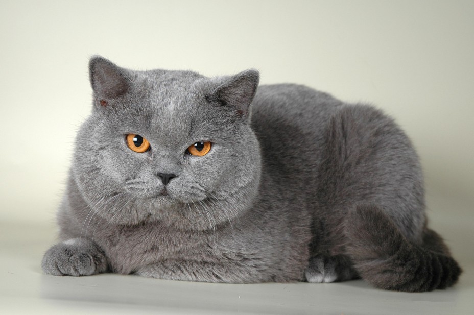 chat British Shorthair