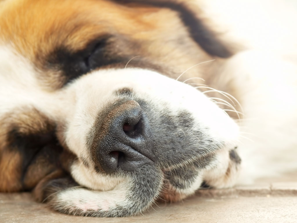 Chien de garde de Moscou