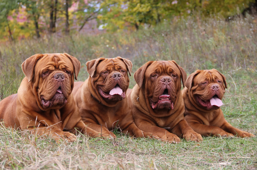 4 chiens de Bordeaux