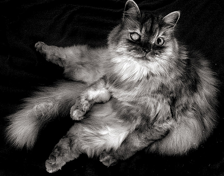 Cataractes chez un vieux chat