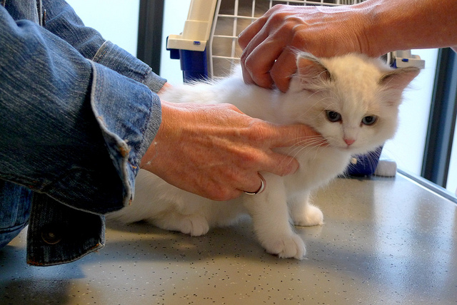 Les chatons sont également pucés.