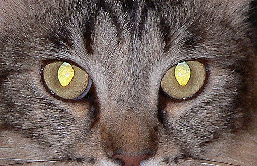 de magnifiques yeux de chat brillants