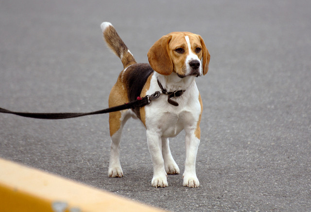 Beagle en laisse