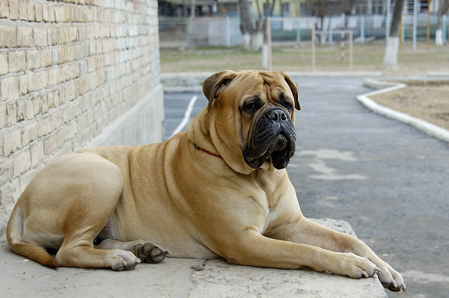 photo de bullmastiff