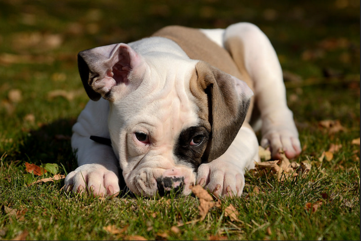 Chiot American Bulldog
