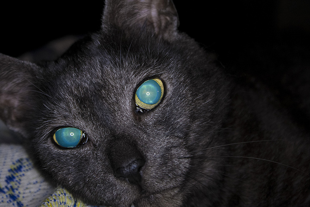 Les yeux du chat brillent dans le noir