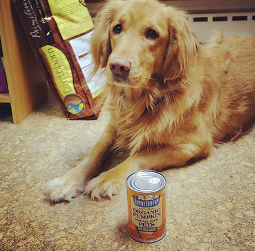 cause possible de constipation chez le chien