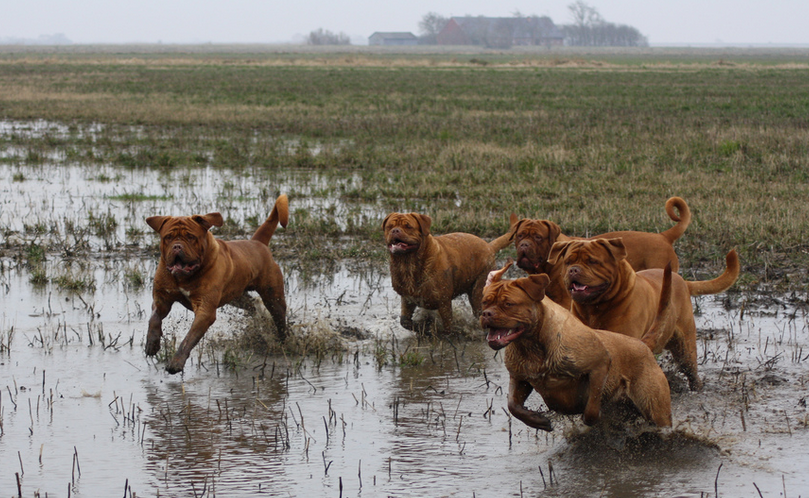 Dogue de Bordeaux photo