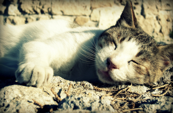 Signes d'une crise cardiaque chez un chat