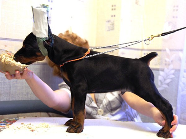 Coupe de la queue chez le chien, chirurgie de coupe des oreilles chez le chien, pourquoi couper les oreilles d'un chien