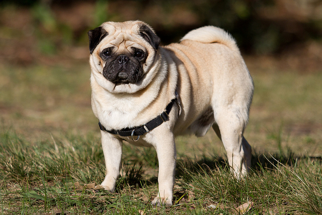 race de chien carlin