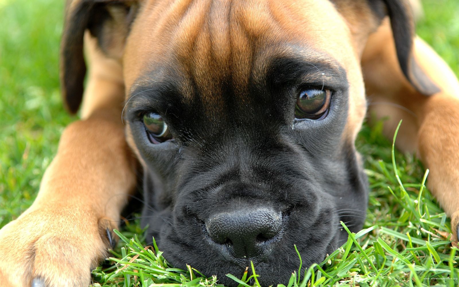 chiot Bullmastiff