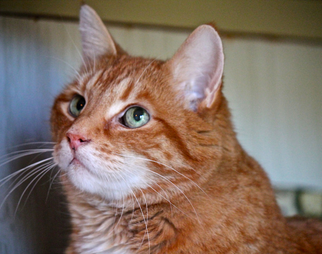 N'importe quel chat peut sauver la vie d'un autre chat.