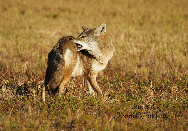 parasites cutanés chez les chiens