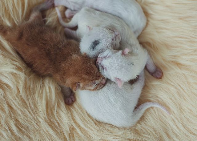 Encore trop petit pour manger tout seul