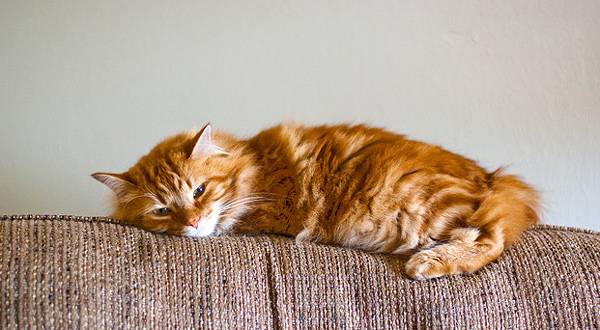 Cymric (chat gallois)