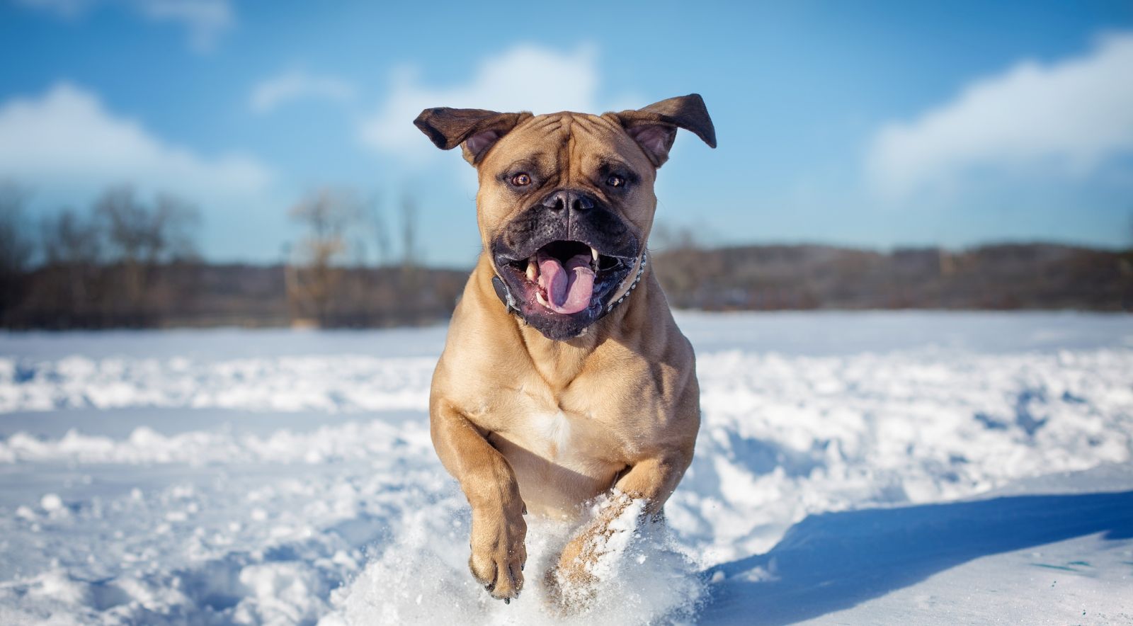 Un bullmastiff dans la neige