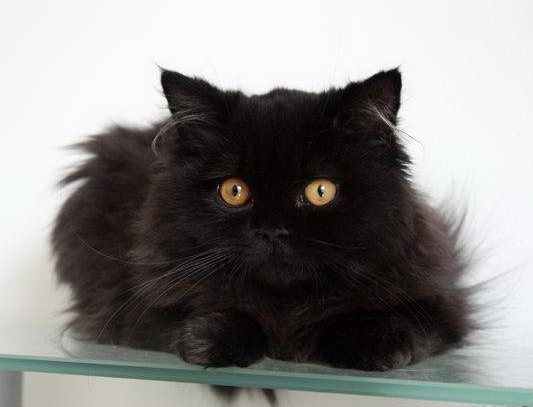 Cheveux longs noirs britanniques