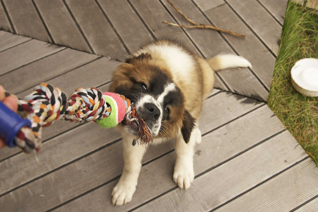 Chiots de chiens de garde de Moscou