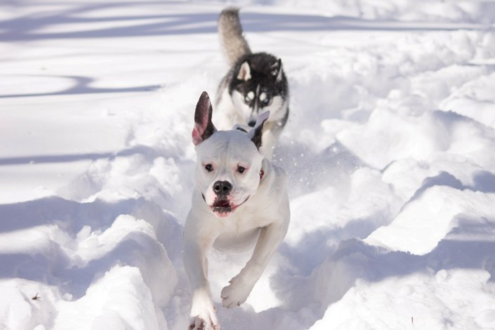 American Bulldog et Husky