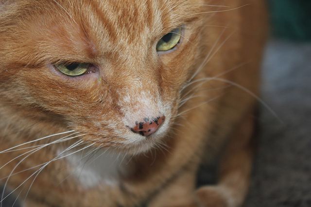 Examinez régulièrement votre animal de compagnie.