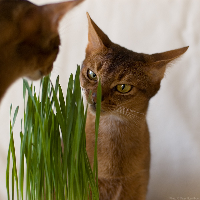 Les chats mangent de l'herbe