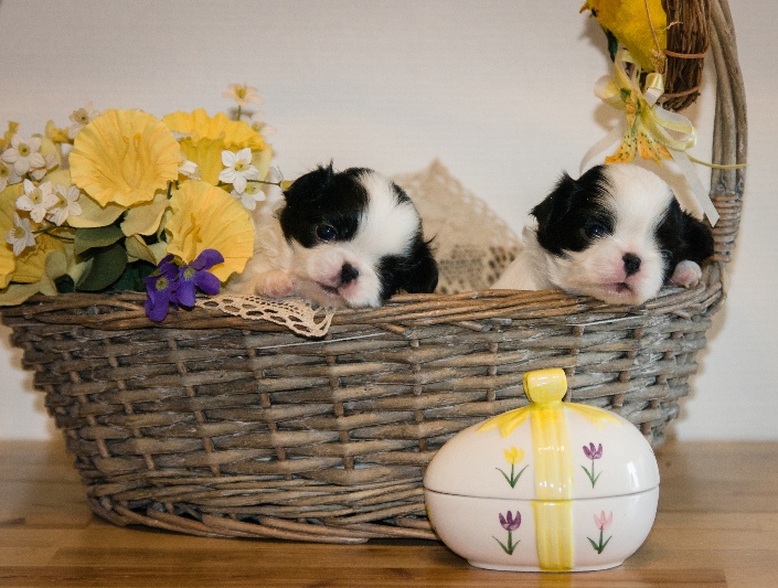 Chiots Chin japonais