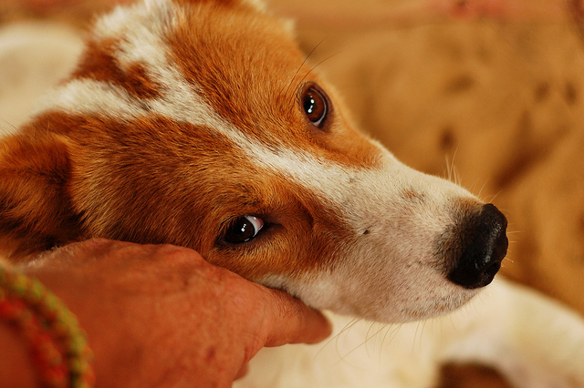 Causes de la cirrhose du foie chez le chien