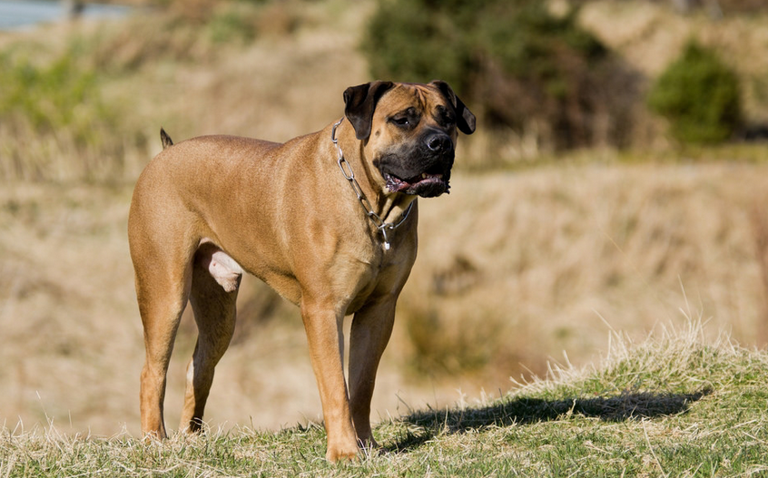 Chiens Boerboel d'Afrique du Sud