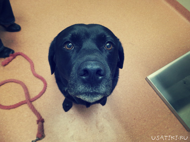 Symptômes de la cystite chez le chien