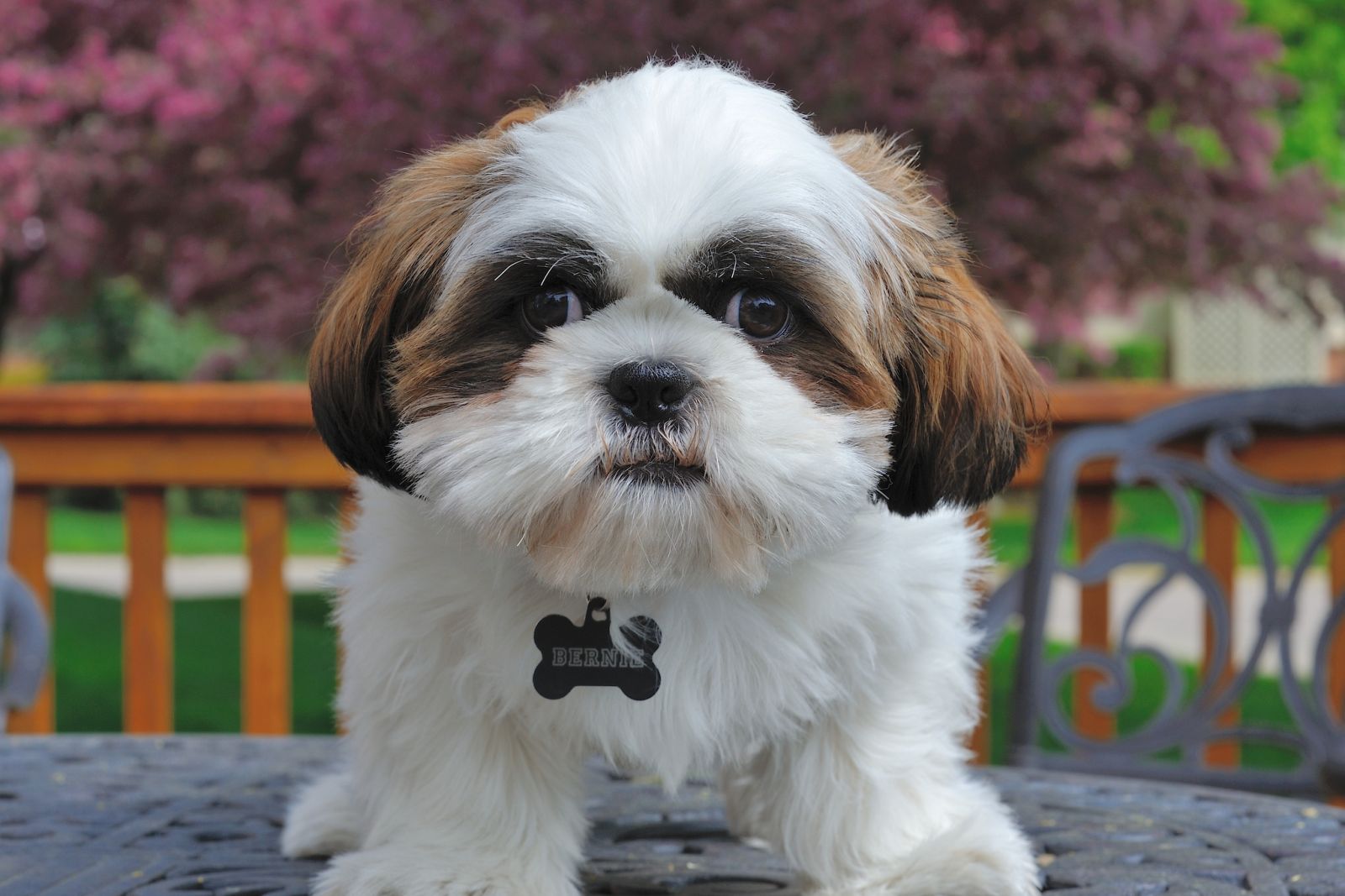 chiots Shih Tzu