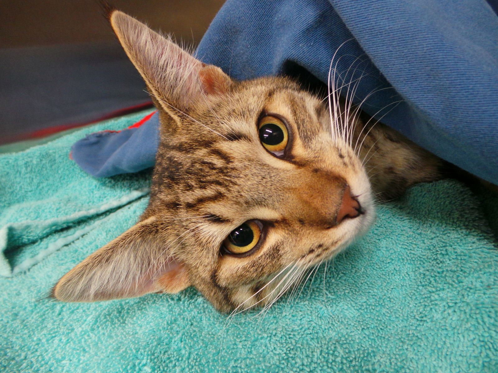 chirurgie de castration du chat