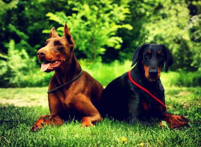 Des dobermans sont allongés sur l'herbe.
