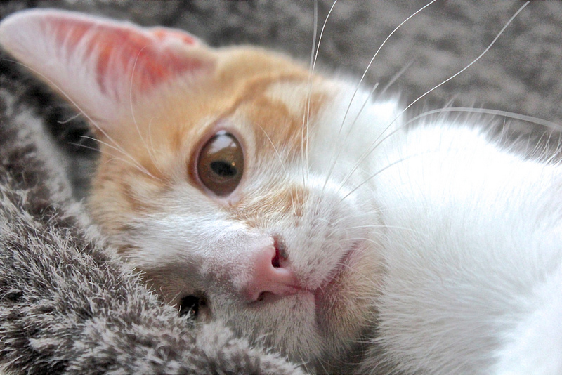 soins après la castration d'un chat