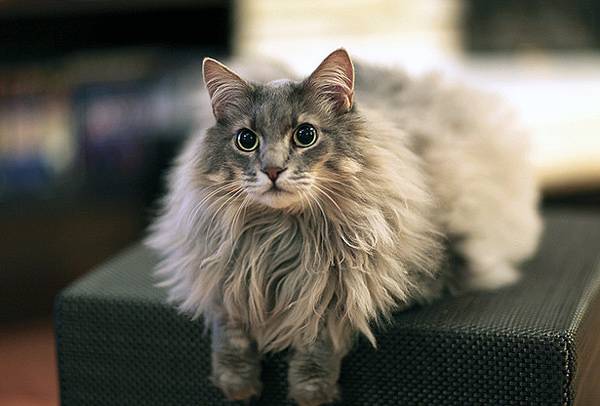 chats à poils longs