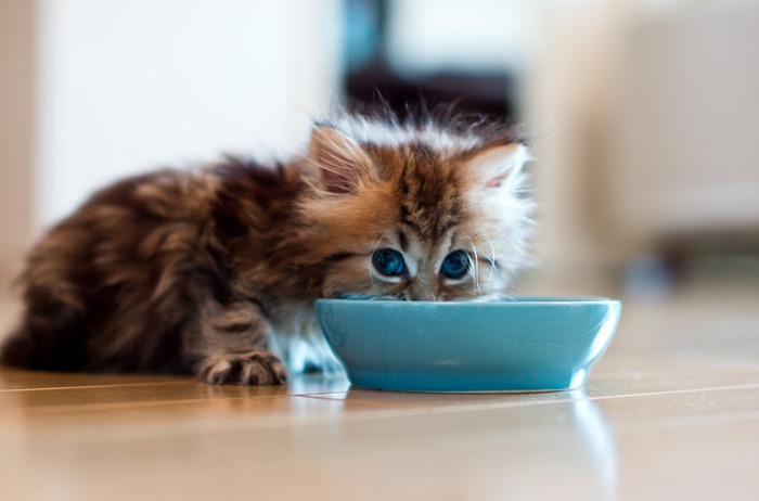 Une alimentation adaptée aux chatons