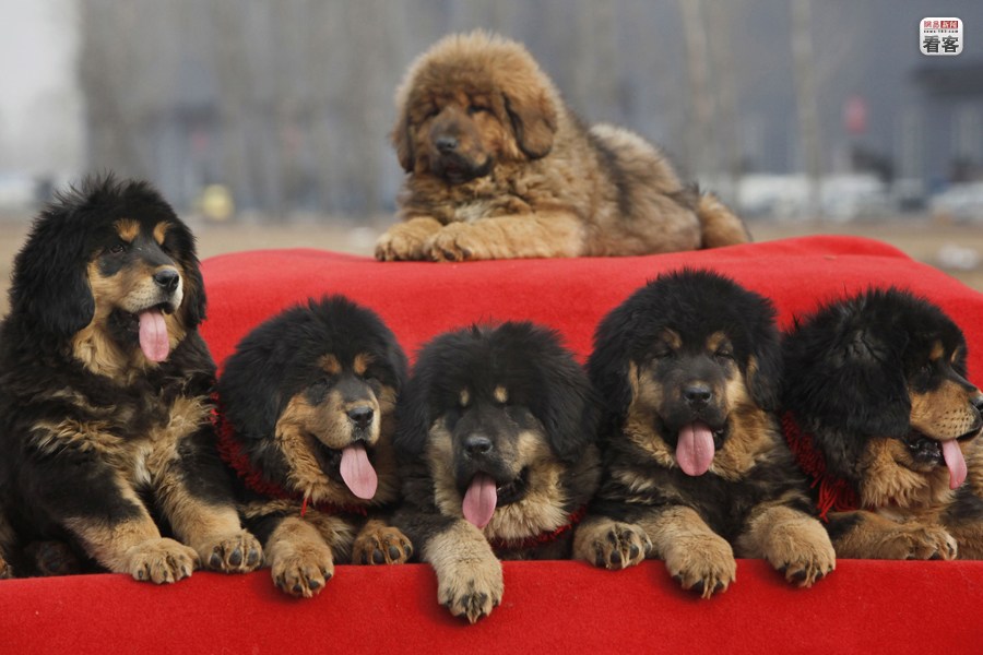 chiots mastiff tibétains